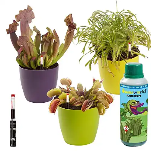 Fleischfressende Pflanzen Swampworld, 3er Set