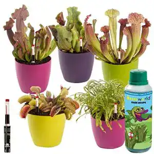 Fleischfressende Pflanzen Swampworld, 5er Set