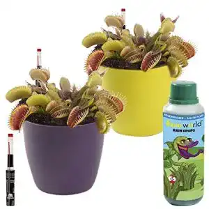 Fleischfressende Pflanzen Swampworld Starter Kit, 2er Set