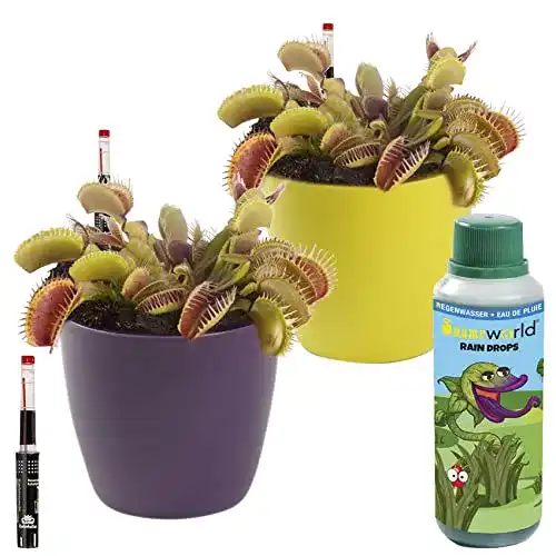 Fleischfressende Pflanzen Swampworld Starter Kit, 2er Set