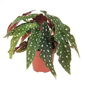 Forellenbegonie BAKKER Begonia maculata, Höhe 15-25cm