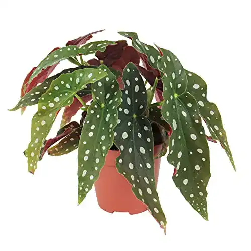 Forellenbegonie BAKKER Begonia maculata, Höhe 15-25cm