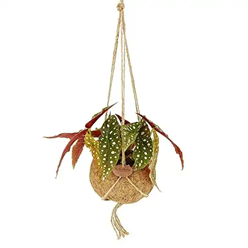 Forellenbegonie BAKKER Begonia maculata inkl. Kokostopf