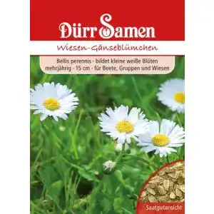 Gänseblümchen-Samen