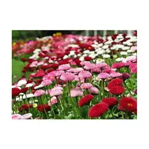 Gänseblümchen-Samen Samen Schenker, Bellis Pomponette Mix