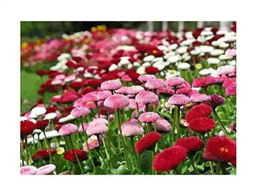 Gänseblümchen-Samen Samen Schenker, Bellis Pomponette Mix