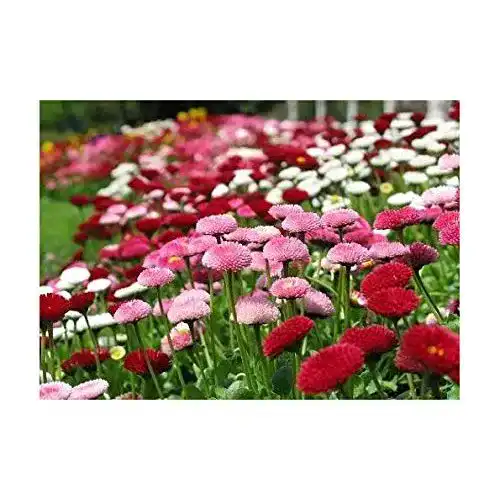 Gänseblümchen-Samen Samen Schenker, Bellis Pomponette Mix