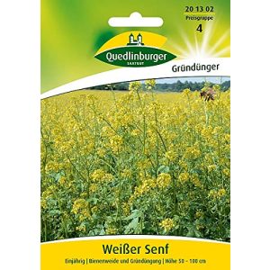Gelbsenf Quedlinburger Weißer Senf