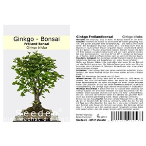 Ginkgo-Samen Seedeo ® Ginkgo Freilandbonsai, 6 Samen