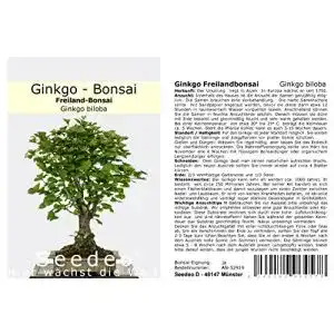 Ginkgo-Samen