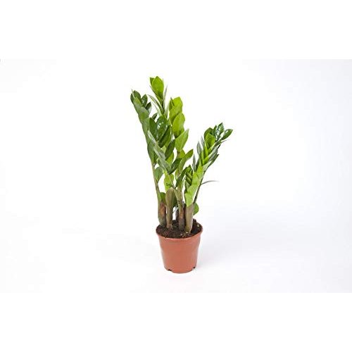 Die beste gluecksfeder blumen senf zamioculcas zamiifolia zanzibar 40 cm Bestsleller kaufen