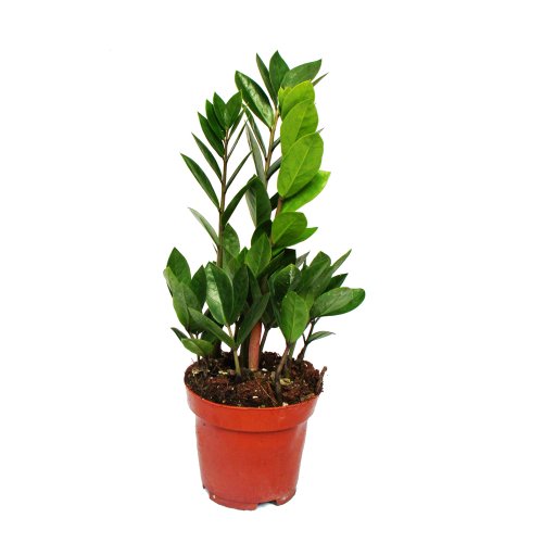 Die beste gluecksfeder exotenherz zamioculcas zamiifolia 12cm topf Bestsleller kaufen
