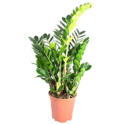 Die beste gluecksfeder mgc24 pflanzenservice zamioculcas zamiifolia Bestsleller kaufen