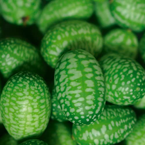 Gurken-Samen Deine Gartenwelt Mexikanische Minigurke Samen
