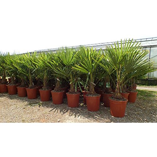 Die beste hanfpalme jh gruenwaren gmbh co kg palme xl 130 160 cm Bestsleller kaufen