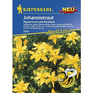 Johanniskraut-Samen Kiepenkerl Hypericum perforatum