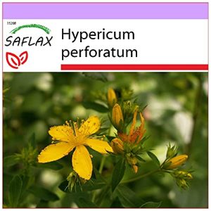 Johanniskraut-Samen Saflax, Heilpflanzen, 300 Samen