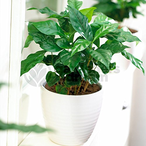 Kaffeepflanze GardenersDream Coffea Arabica 1 x Zimmerpflanze