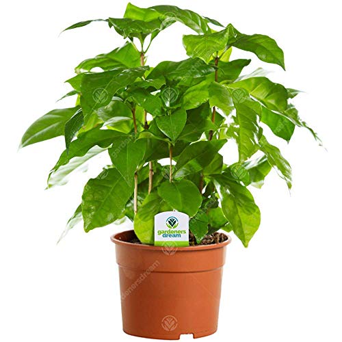 Die beste kaffeepflanze gardenersdream coffea arabica 1 x zimmerpflanze Bestsleller kaufen