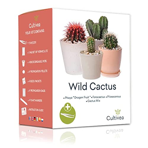Die beste kakteen samen cultivea mini ready to grow kaktus set Bestsleller kaufen