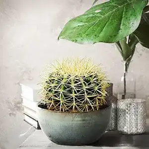 Kaktus BAKKER Echinocactus grusonii, Goldkugel, Höhe 15-18 cm