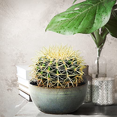 Die beste kaktus bakker echinocactus grusonii goldkugel hoehe 15 18 cm Bestsleller kaufen