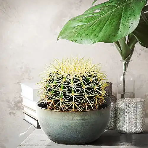 Kaktus BAKKER Echinocactus grusonii, Goldkugel, Höhe 15-18 cm