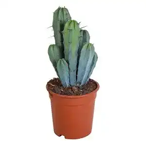 Kaktus BAKKER Myrtillocactus geometrizans, Höhe 35-45 cm