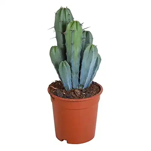 Kaktus BAKKER Myrtillocactus geometrizans, Höhe 35-45 cm