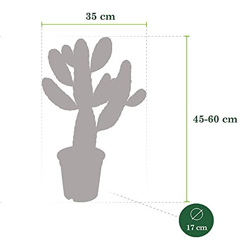 Kaktus BAKKER Opuntia consolea, Oputien, Feigen, Höhe 47-60 cm