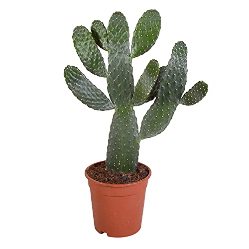 Kaktus BAKKER Opuntia consolea, Oputien, Feigen, Höhe 47-60 cm