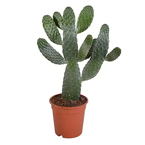 Kaktus BAKKER Opuntia consolea, Oputien, Feigen, Höhe 47-60 cm