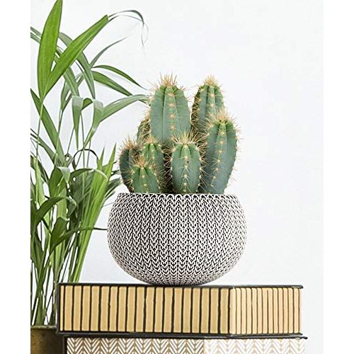 Die beste kaktus bakker pilocereus azureus hoehe 20 24 cm topf o 12 cm Bestsleller kaufen