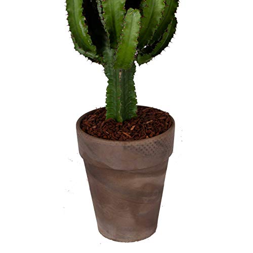 Kaktus botanicly, Wolfsmilch in braunem Terrakotta Topf als Set
