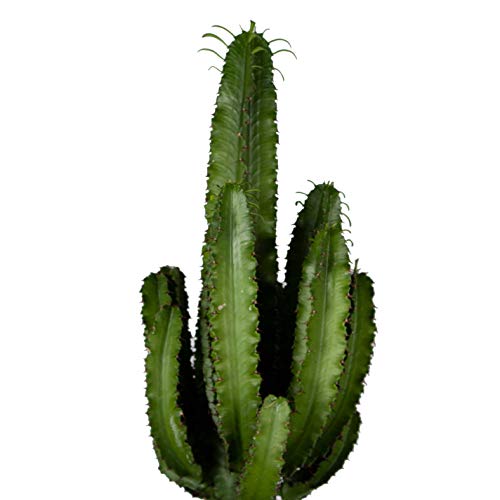 Kaktus botanicly, Wolfsmilch in braunem Terrakotta Topf als Set