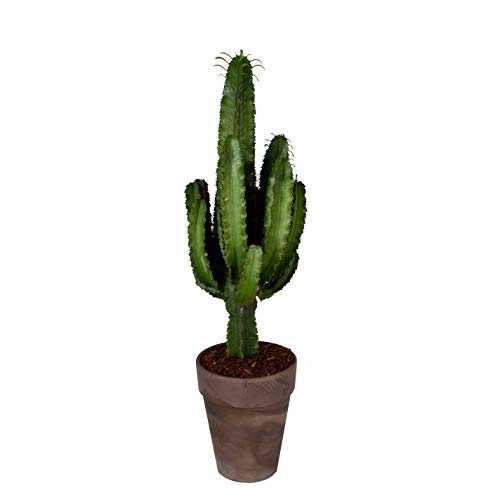 Die beste kaktus botanicly wolfsmilch in braunem terrakotta topf als set Bestsleller kaufen