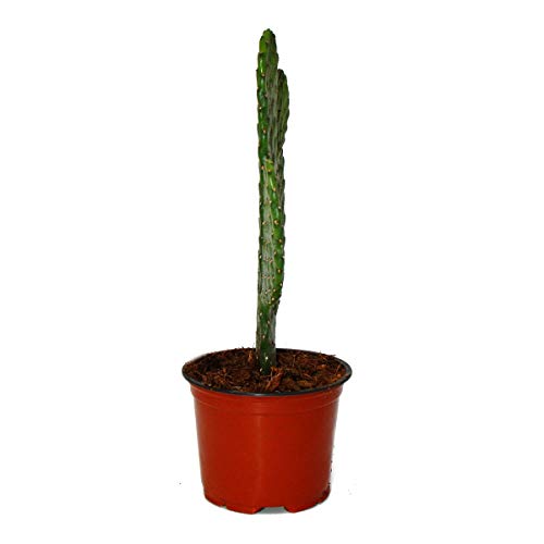 Kaktus exotenherz, Road-Kill, Consolea rubescens, 12cm Topf