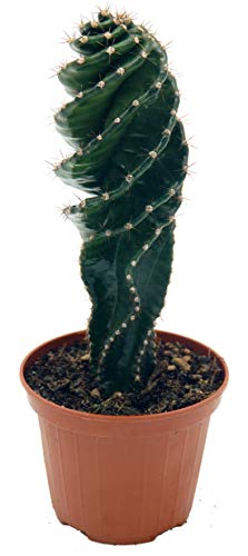 Die beste kaktus unsere gaertnerei mueller spiral im 11cm topf ca 20cm Bestsleller kaufen