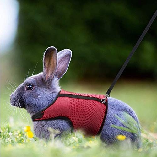 Die beste kaninchengeschirr petcomer verstellbares weiches geschirr Bestsleller kaufen