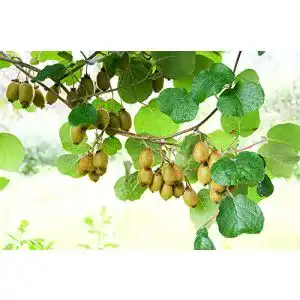 Kiwi-Samen Grow Your Secret Garden Mini Kiwi ‘Issai’ 10 Samen