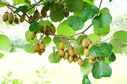 Kiwi-Samen Grow Your Secret Garden Mini Kiwi ‘Issai’ 10 Samen