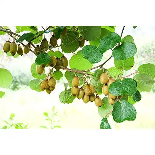 Kiwi-Samen Grow Your Secret Garden Mini Kiwi ‘Issai’ 10 Samen