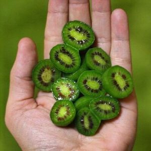 Kiwi-Samen SVI Seltene New Variety Mini-Kiwi Bio, 50 Samen