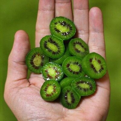 Die beste kiwi samen svi seltene new variety mini kiwi bio 50 samen Bestsleller kaufen