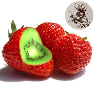 Kiwi-Samen yanbirdfx 500 Stück Seltene Erdbeer-Kiwisamen