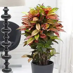 Kroton BAKKER Codiaeum variegatum “Mrs. Iceton” 60-70 cm