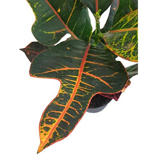 Kroton Fangblatt, Codiaeum Croton Exellent, farbenfroh