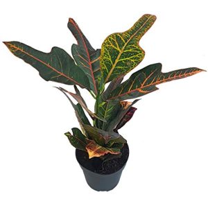 Kroton Fangblatt, Codiaeum Croton Exellent, farbenfroh