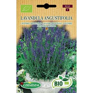 Lavendel-Samen Germisem Lavendel LAVANDULA ANGUSTIFOLIA