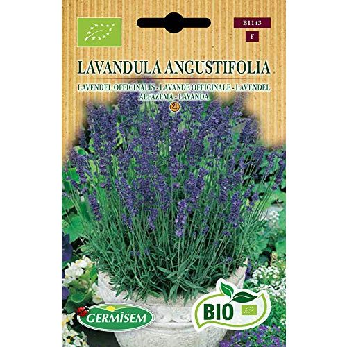 Die beste lavendel samen germisem lavendel lavandula angustifolia Bestsleller kaufen